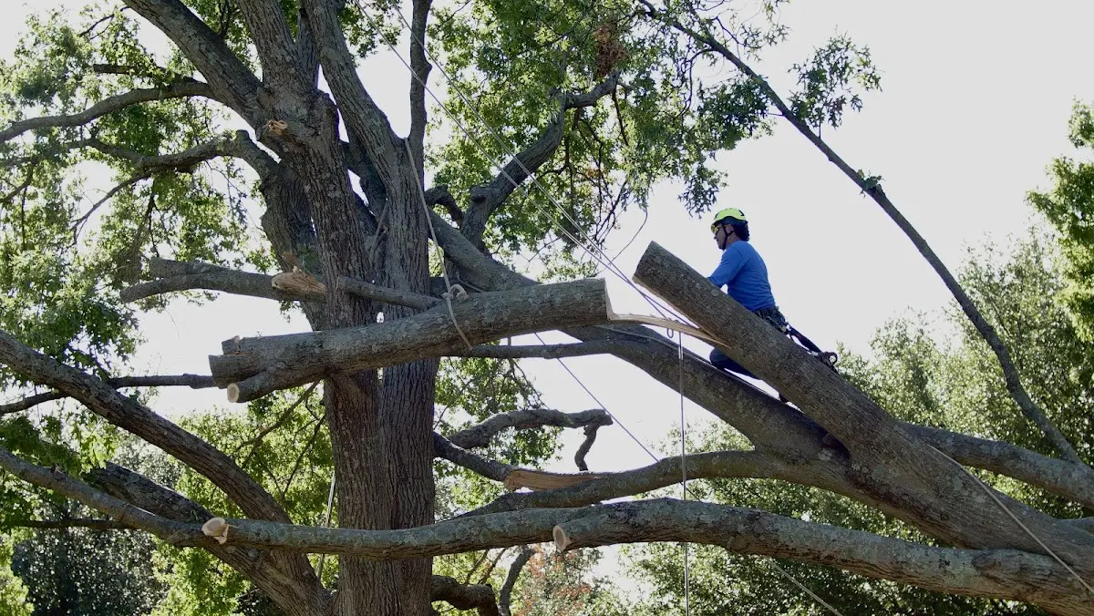 Professional Crown Thinning performed by certified arborists in House