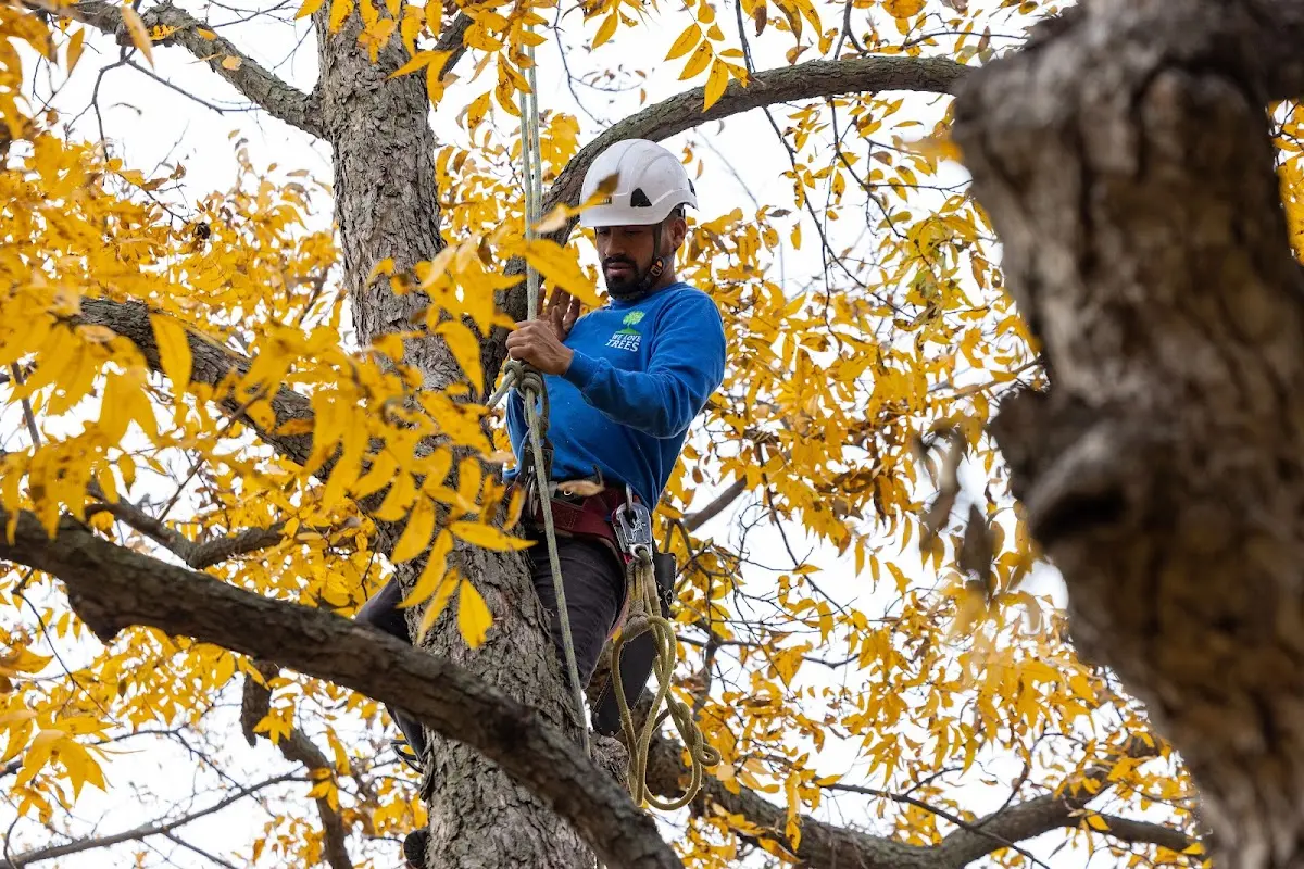 Skilled Tree Transplanting crew working in House