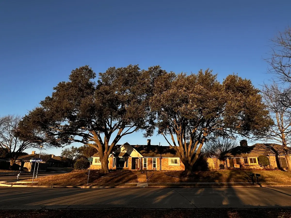 Established residential canopy tree shading a home in House